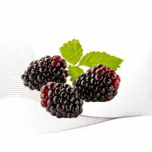 Boysenberry