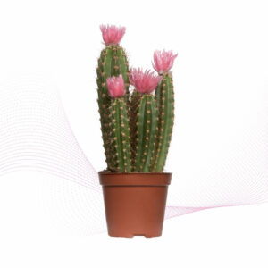 Cactus Flower