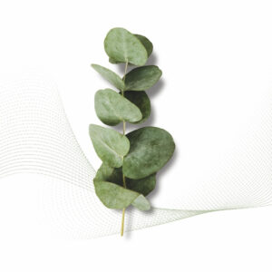 Eucalyptus