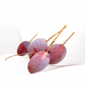Fancy Purple Mango