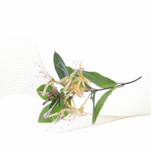 Honeysuckle