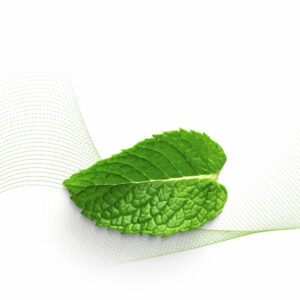 Mint Leaf