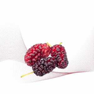 Mulberry