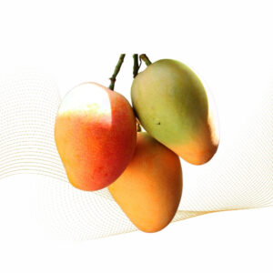 Philippines Mango