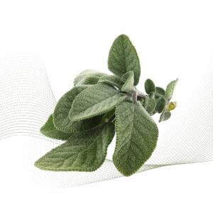 Sage