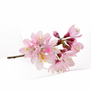 Sakura Japan