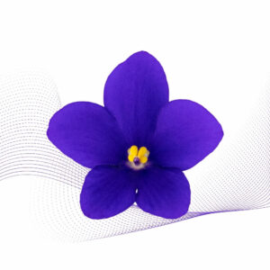 Violet