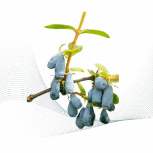 Wild Berry