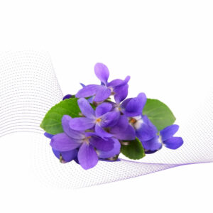 Winter Violet