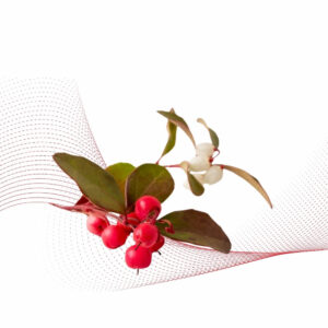 Wintergreen