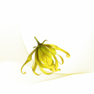 Ylang Ylang